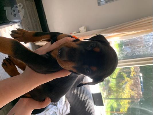Doberman Pups